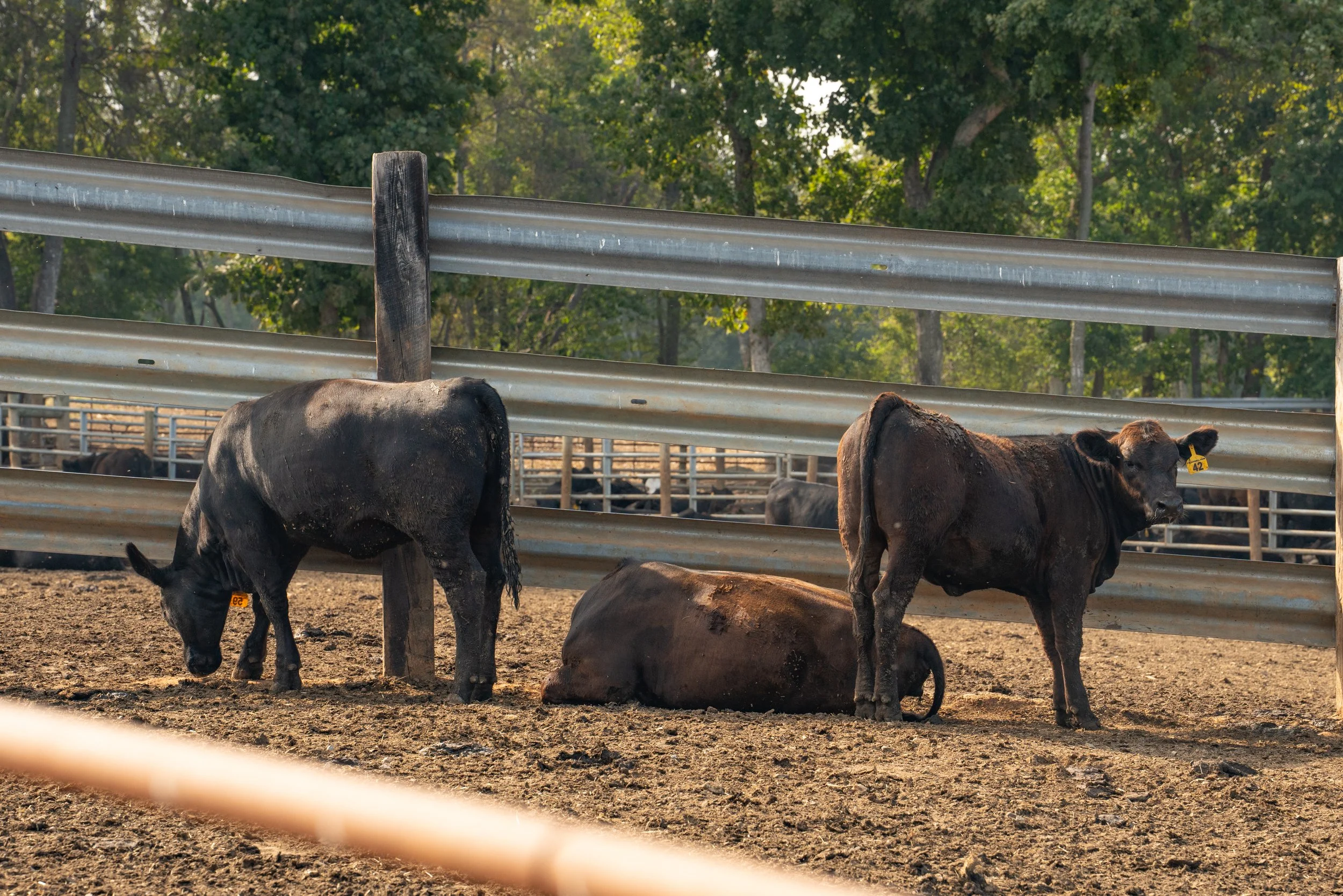 C. Blackwell Cattle Co. -7.jpg