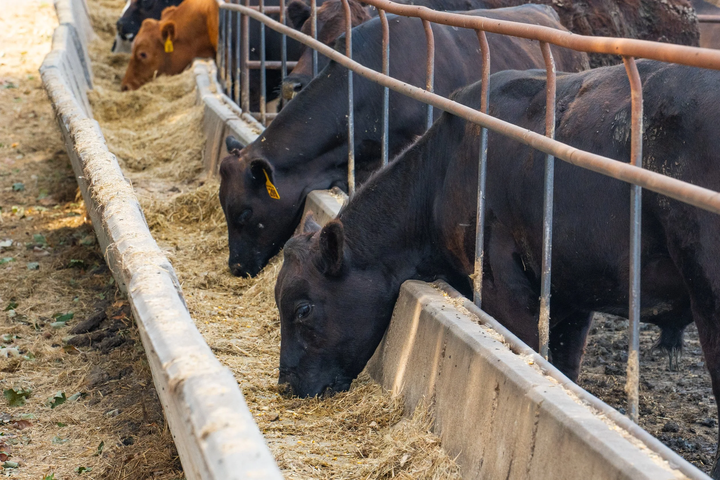 C. Blackwell Cattle Co. -13.jpg