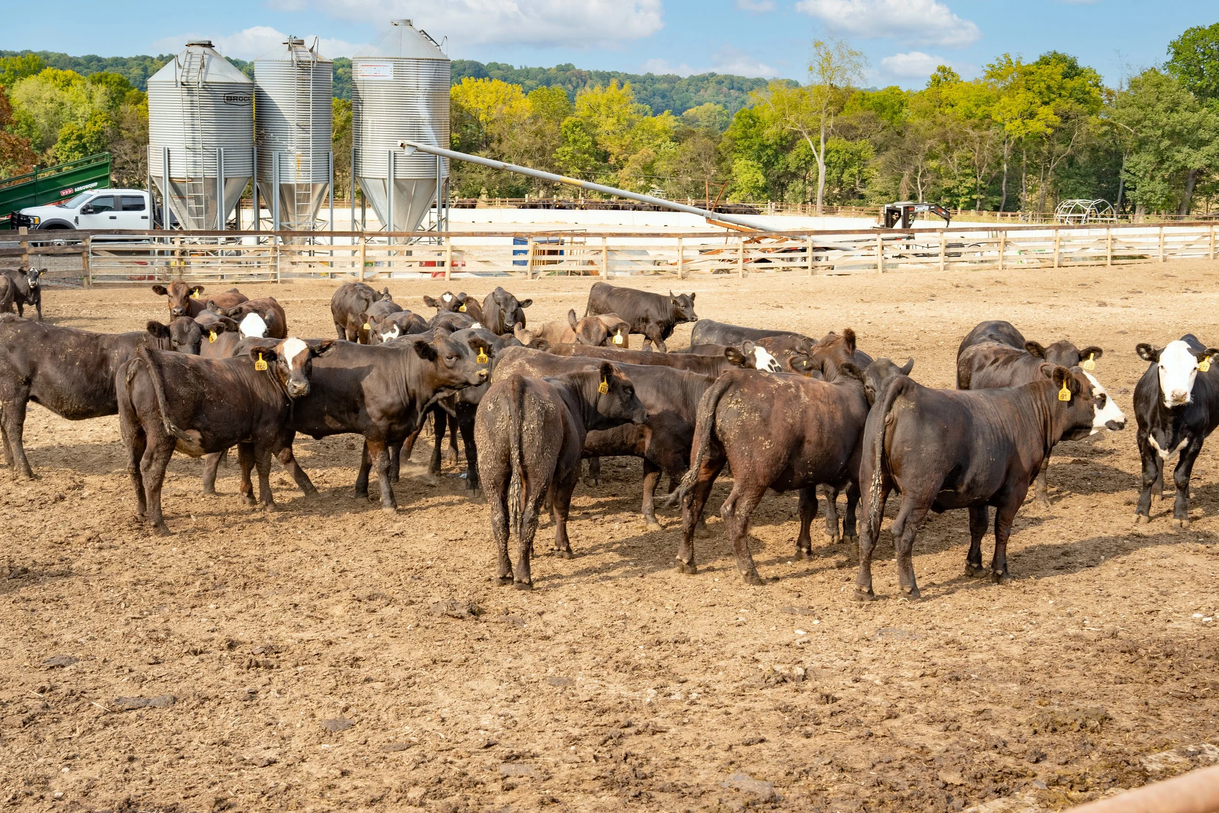 C. Blackwell Cattle Co. -18.jpg