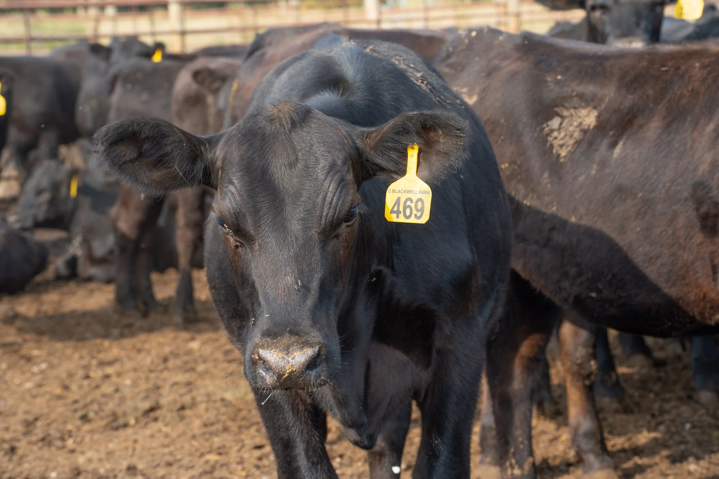 C. Blackwell Cattle Co. -12.jpg