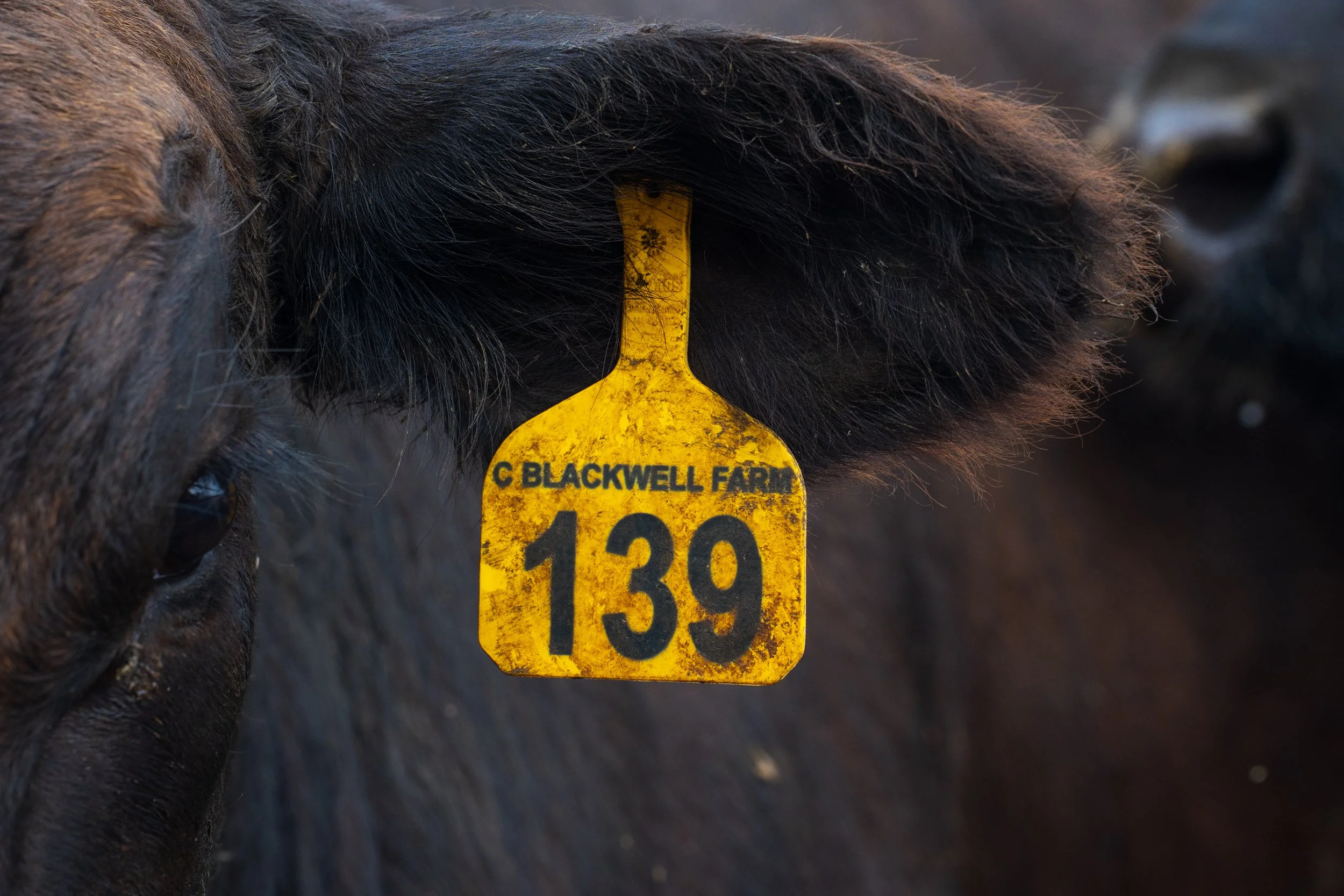 C. Blackwell Cattle Co. -17.jpg