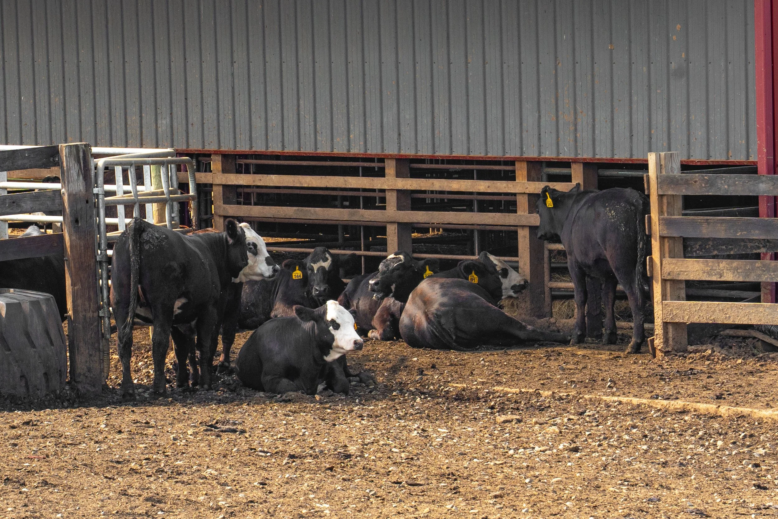 C. Blackwell Cattle Co. -8.jpg