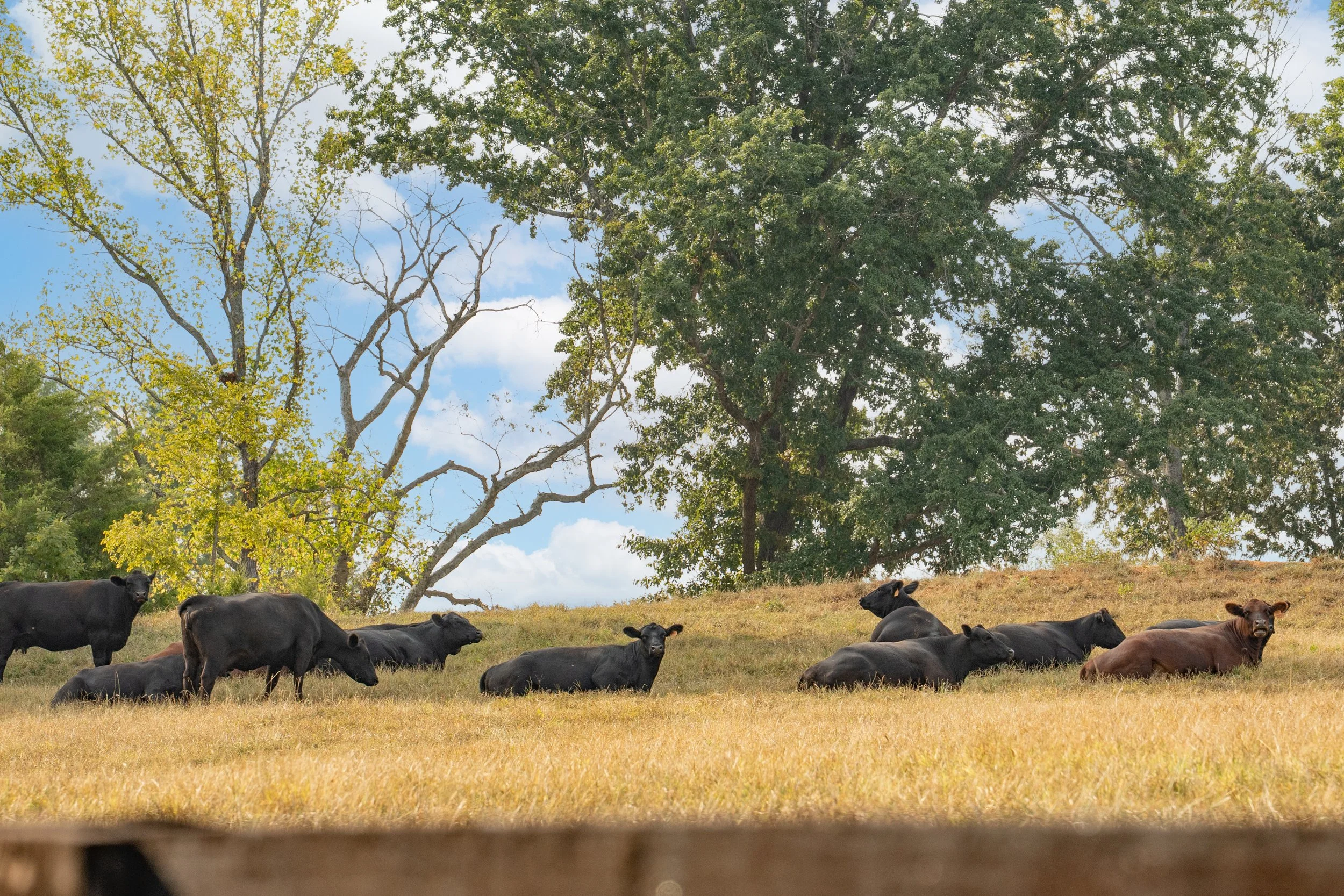 C. Blackwell Cattle Co. -4.jpg