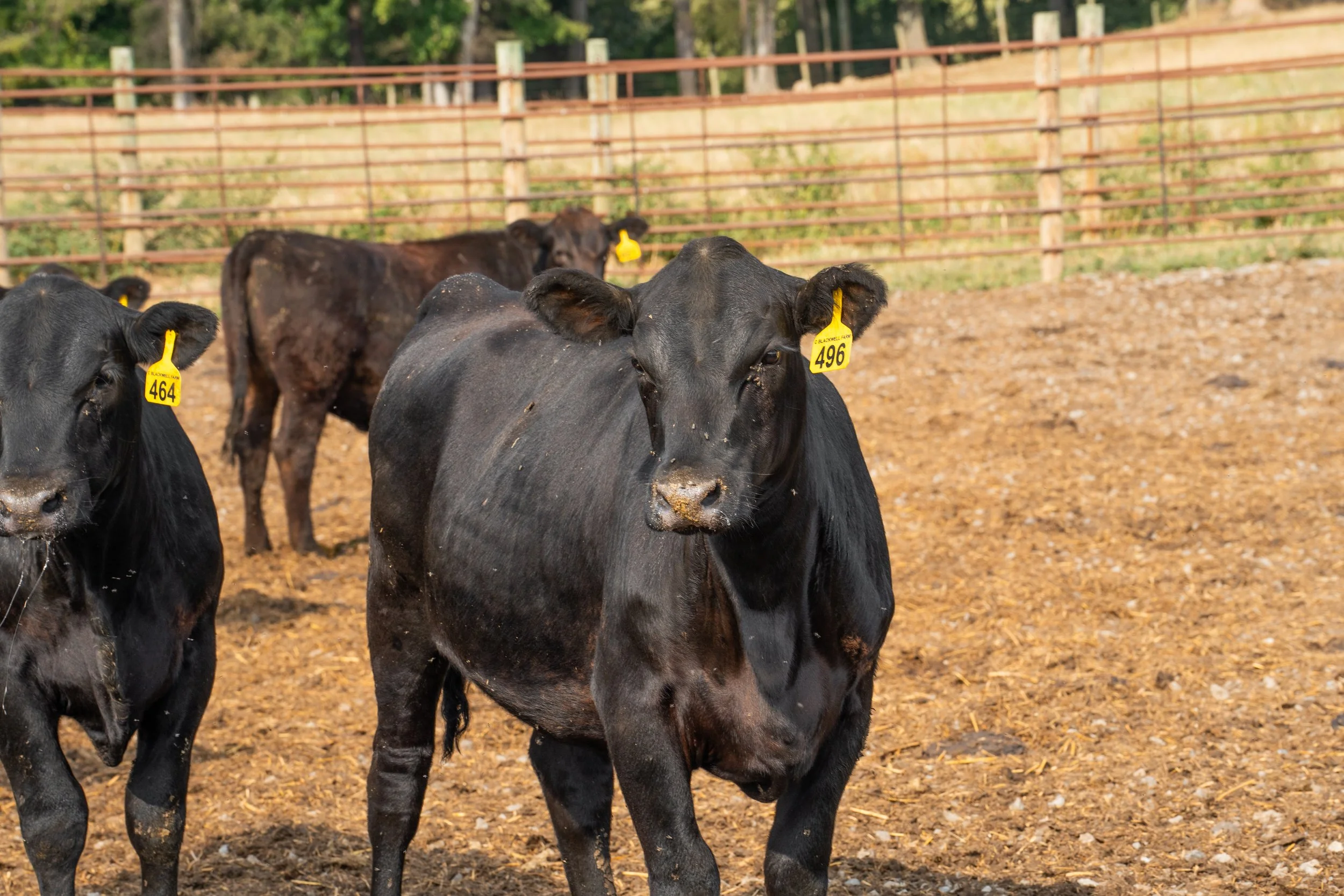 C. Blackwell Cattle Co. -9.jpg