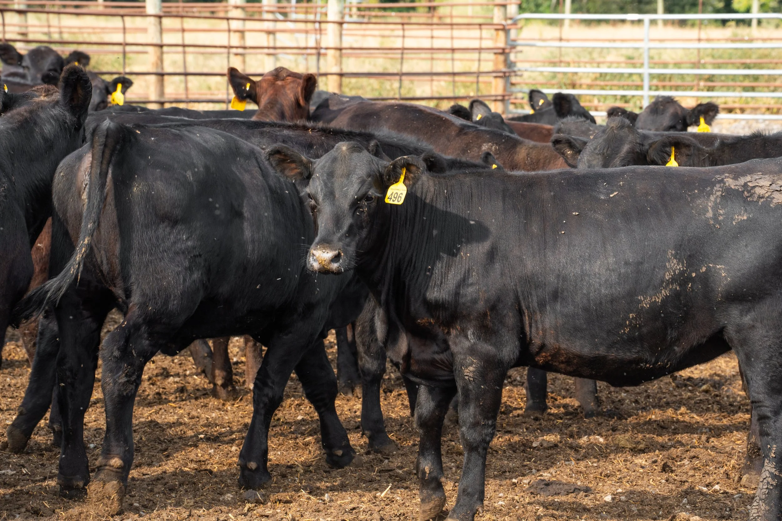 C. Blackwell Cattle Co. -10.jpg