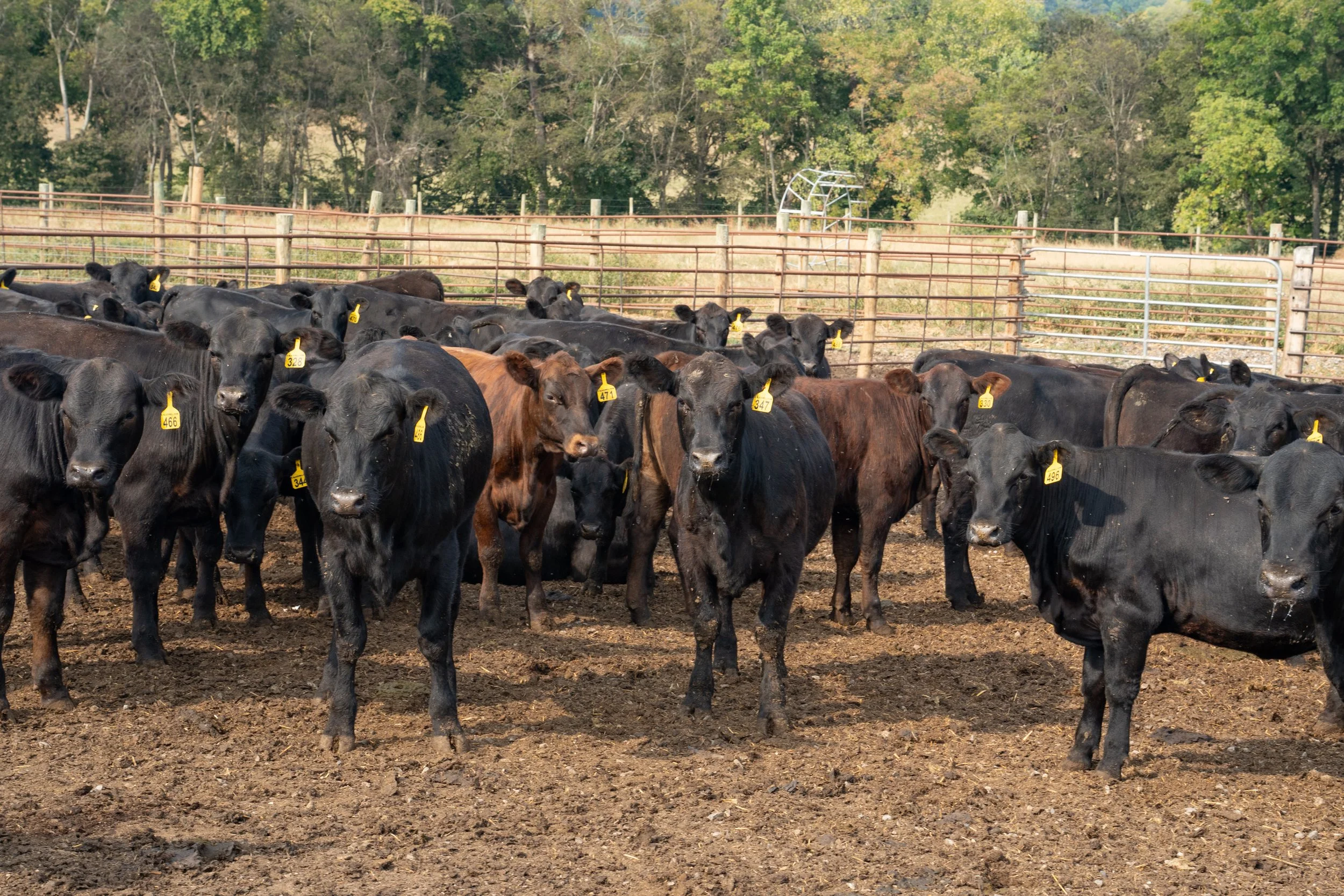 C. Blackwell Cattle Co. -5.jpg