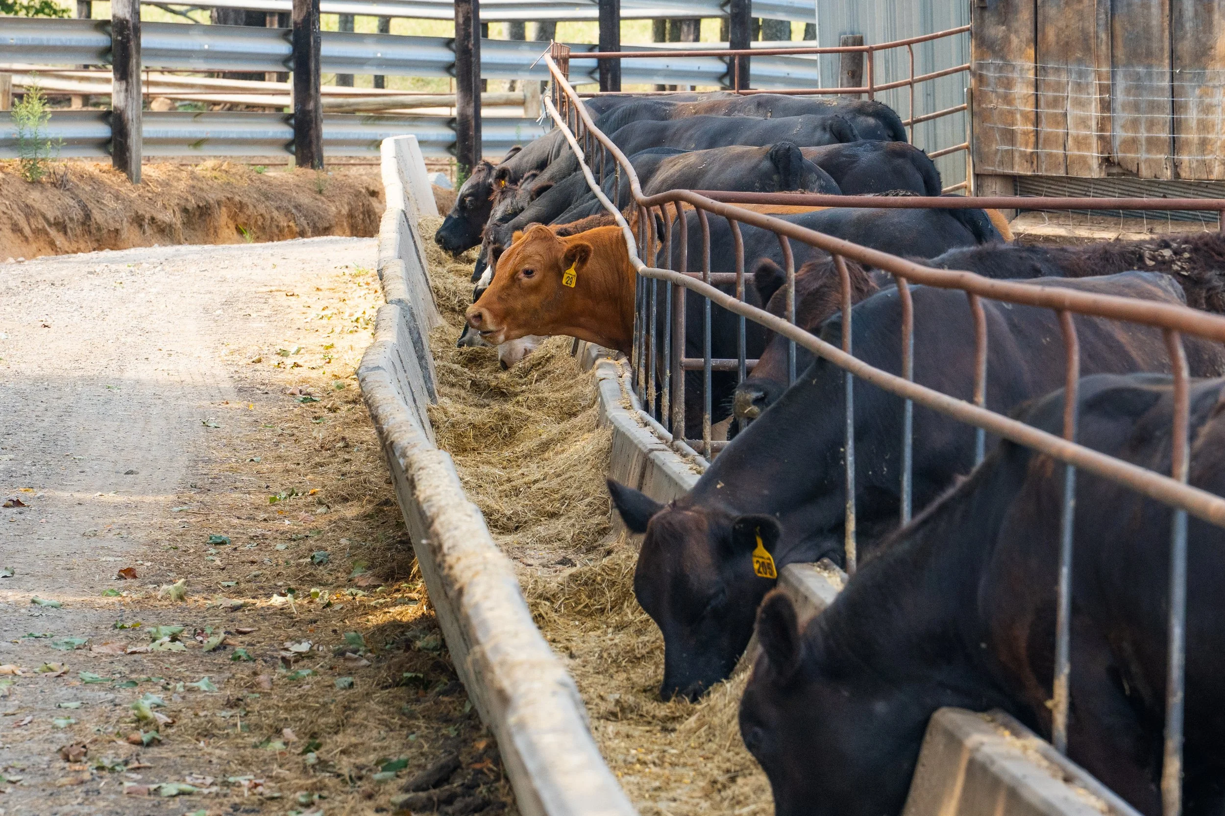 C. Blackwell Cattle Co. -14.jpg