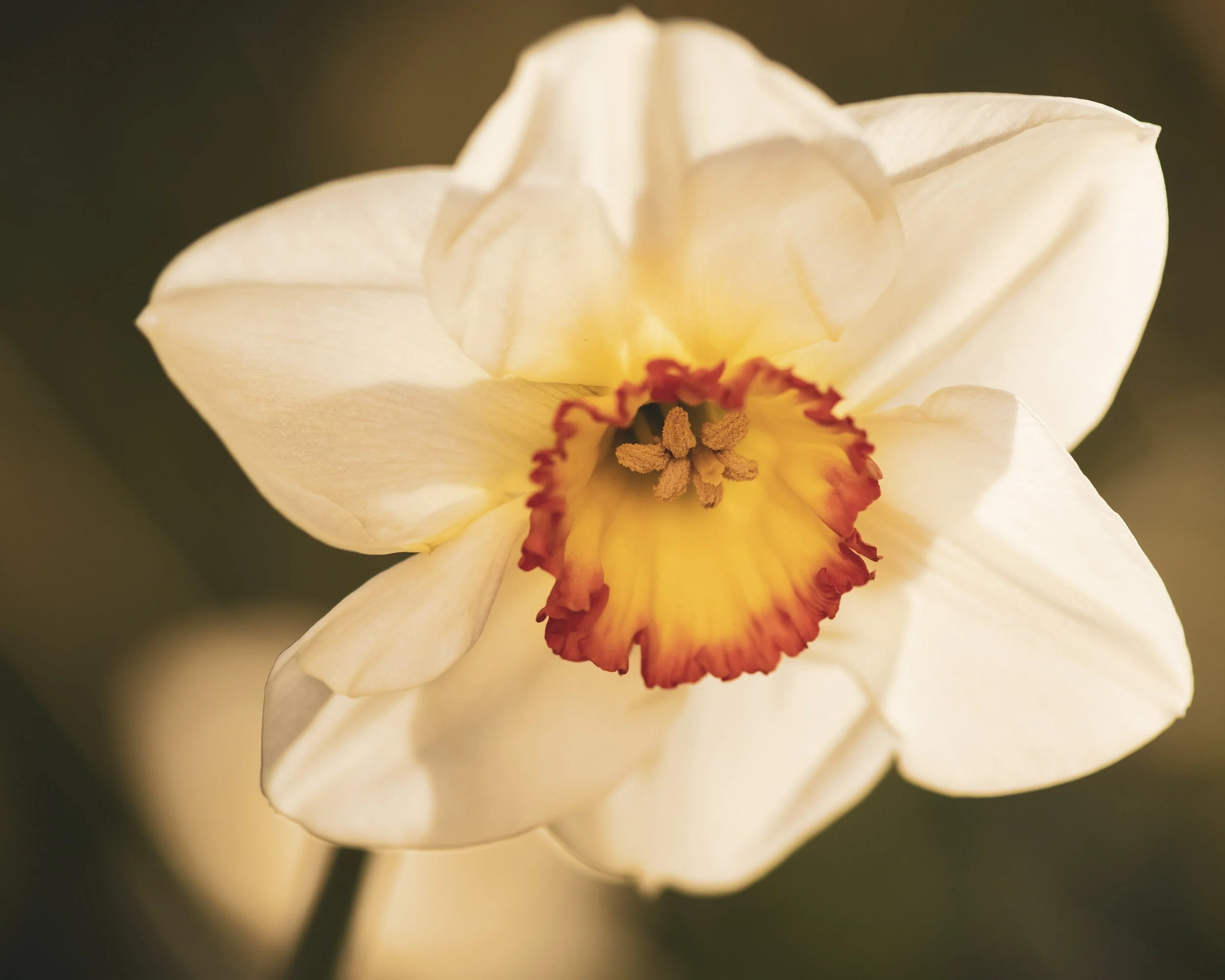 Mt Tomah Gardens SM-143.jpg