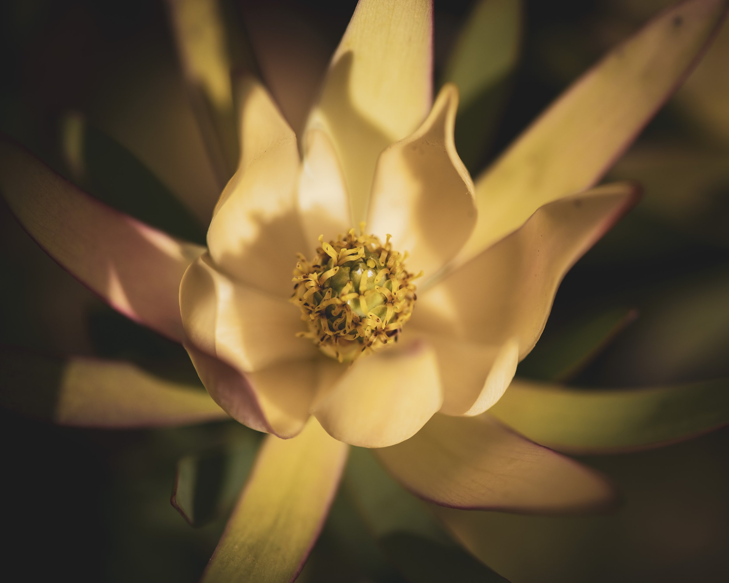 Mt Tomah Gardens SM-126.jpg
