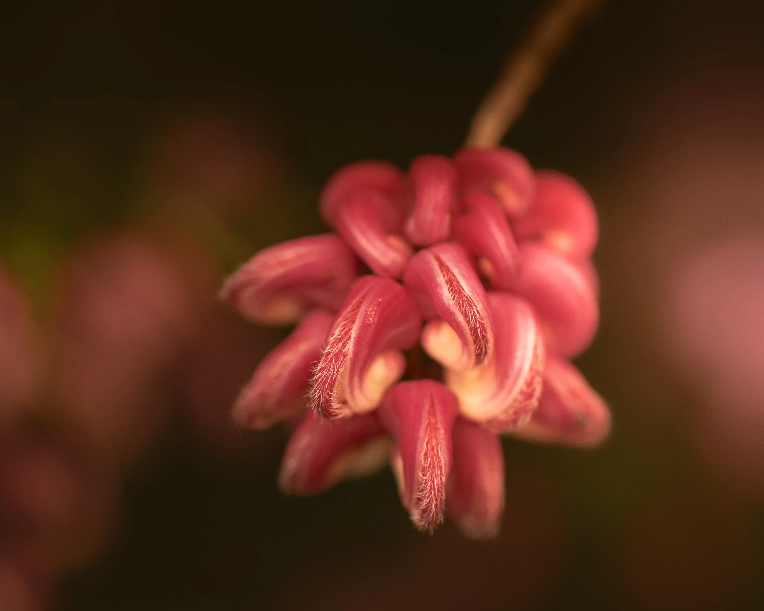 The Space Between Blooming