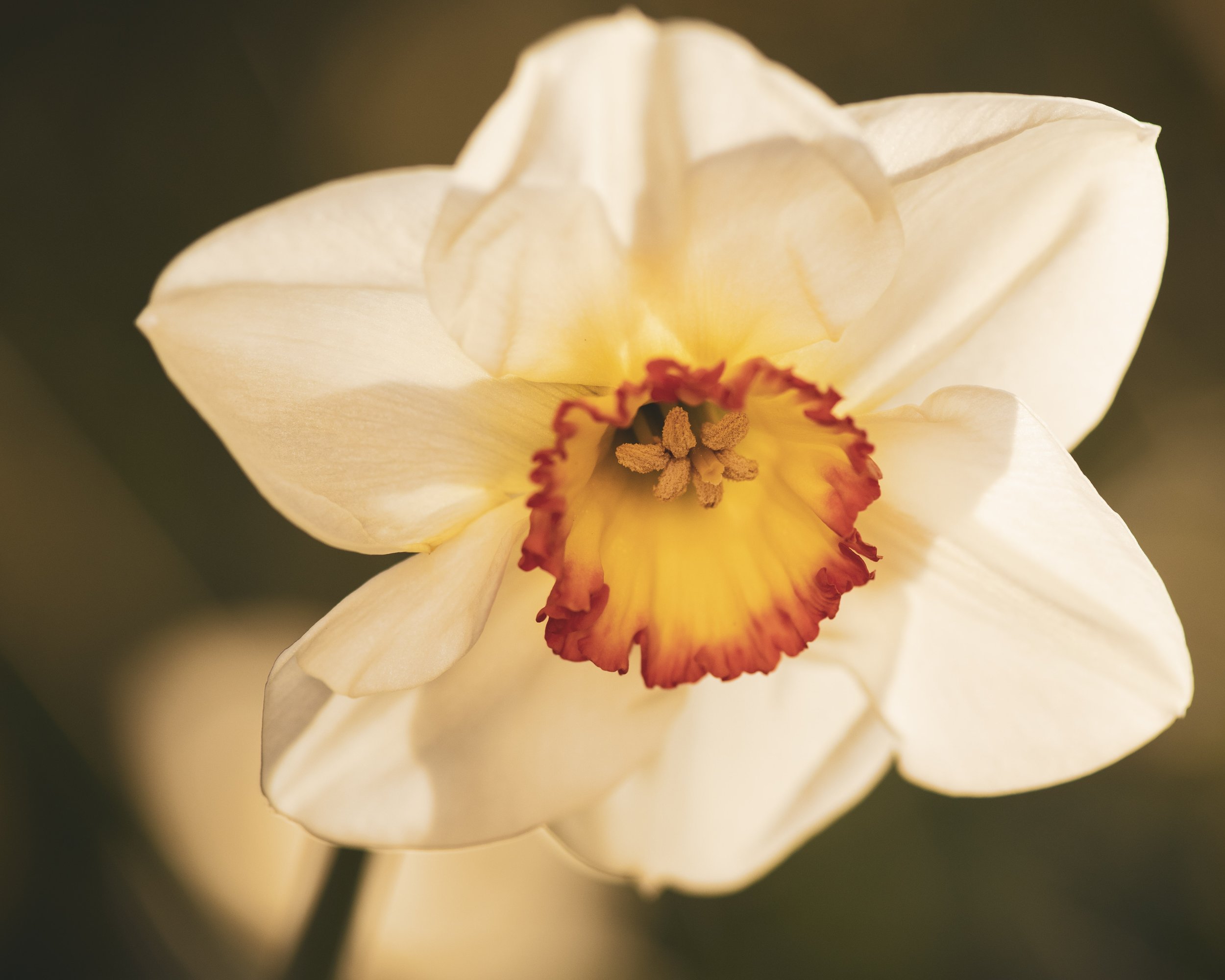 Mt Tomah Gardens SM-143.jpg