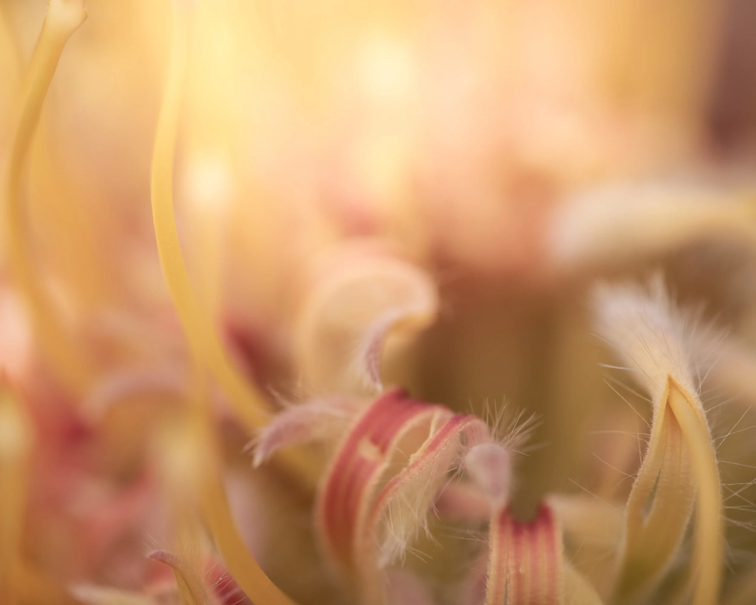 Mt Tomah Gardens SM-149.jpg