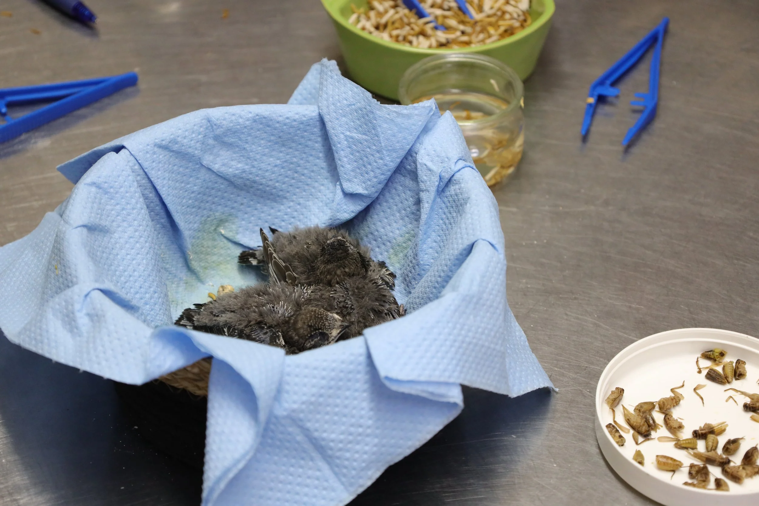 Des oiseaux, probablement des moineaux, sont posés dans un nid en papier bleu, placé sur une surface de table de couleur sombre. À l'arrière-plan, il y a un bol en verre avec de l'eau, un récipient vert rempli de paillettes ou graines, et une assiette blanche contenant des insectes ou des larves. Il semble s'agir d'une scène d'alimentation ou de soins pour les oiseaux.