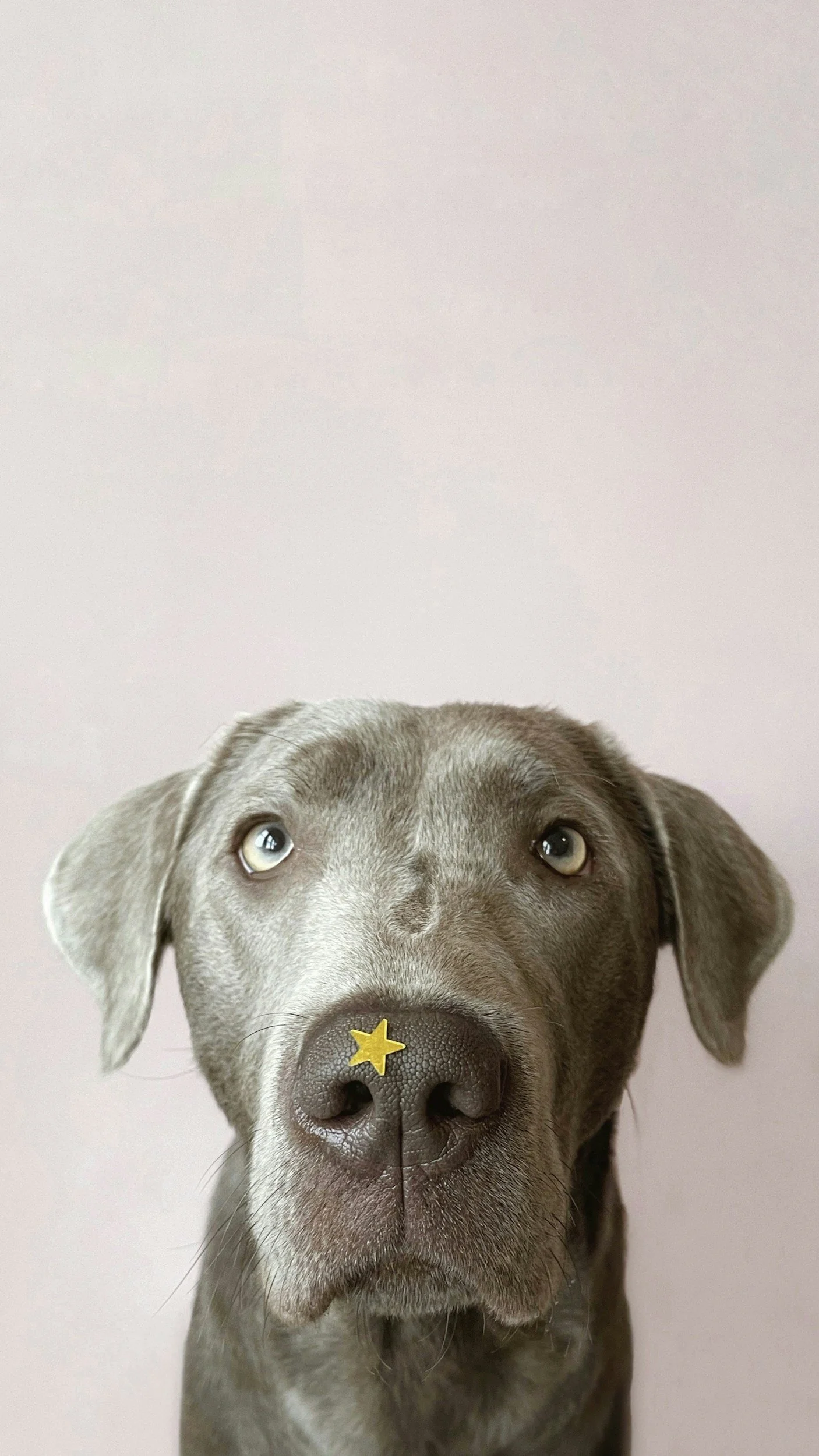 Close-up of a gray puppy with floppy ears and light-colored eyes, with a small yellow star sticker on its nose, against a pale pink background.