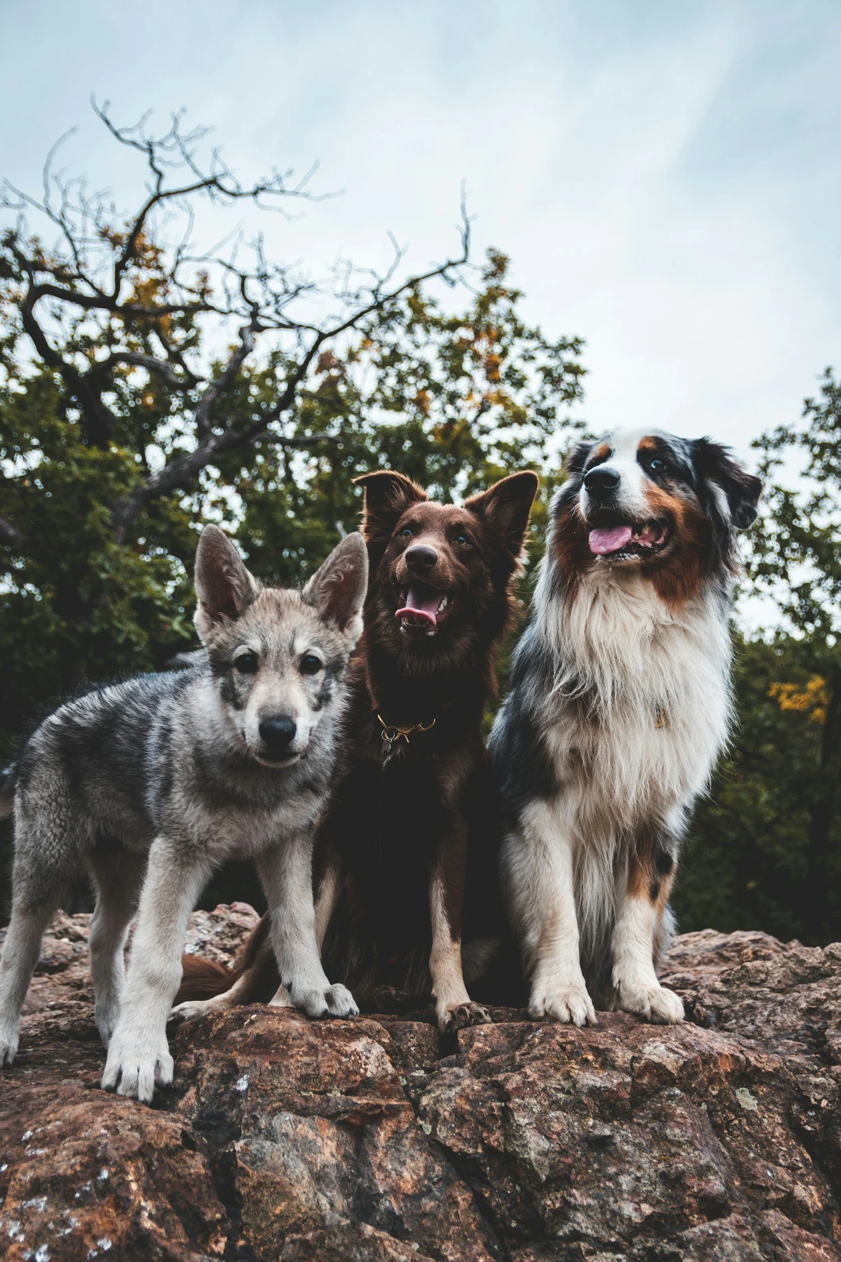 A group of three dogs, including a husky puppy, a black and brown Australian shepherd, and an Australian shepherd with blue eyes, standing on rocky terrain outdoors with trees in the background.