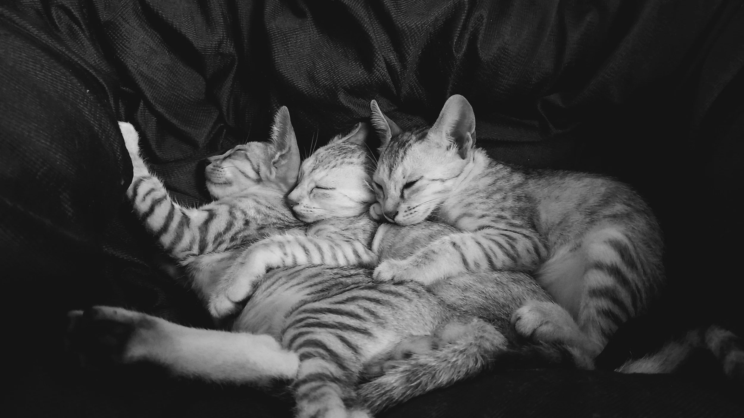 Three kittens sleeping closely together on a black textured fabric surface.