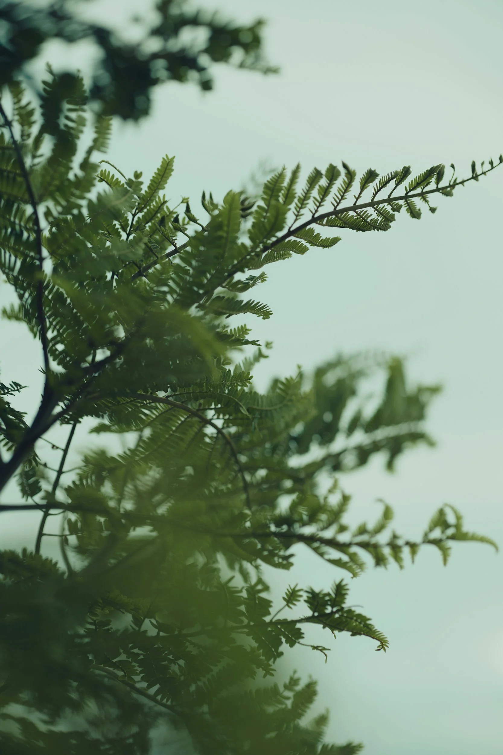 Green fern leaves against a pale sky, with some leaves in focus and others blurred.
