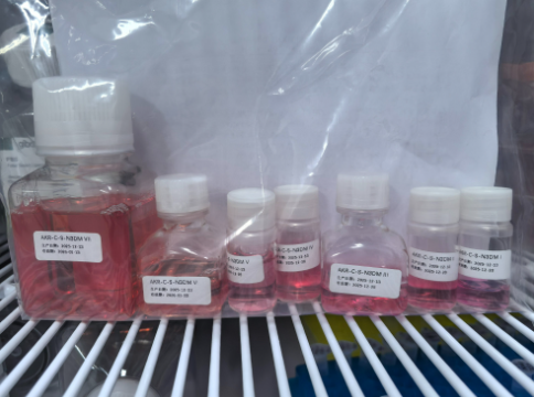 Kidney Organoid Differentiation Kit