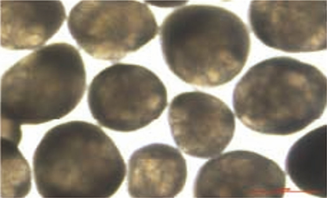 Kidney Organoid