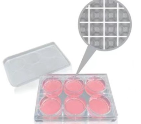 6-well Spheroid Formation Plate