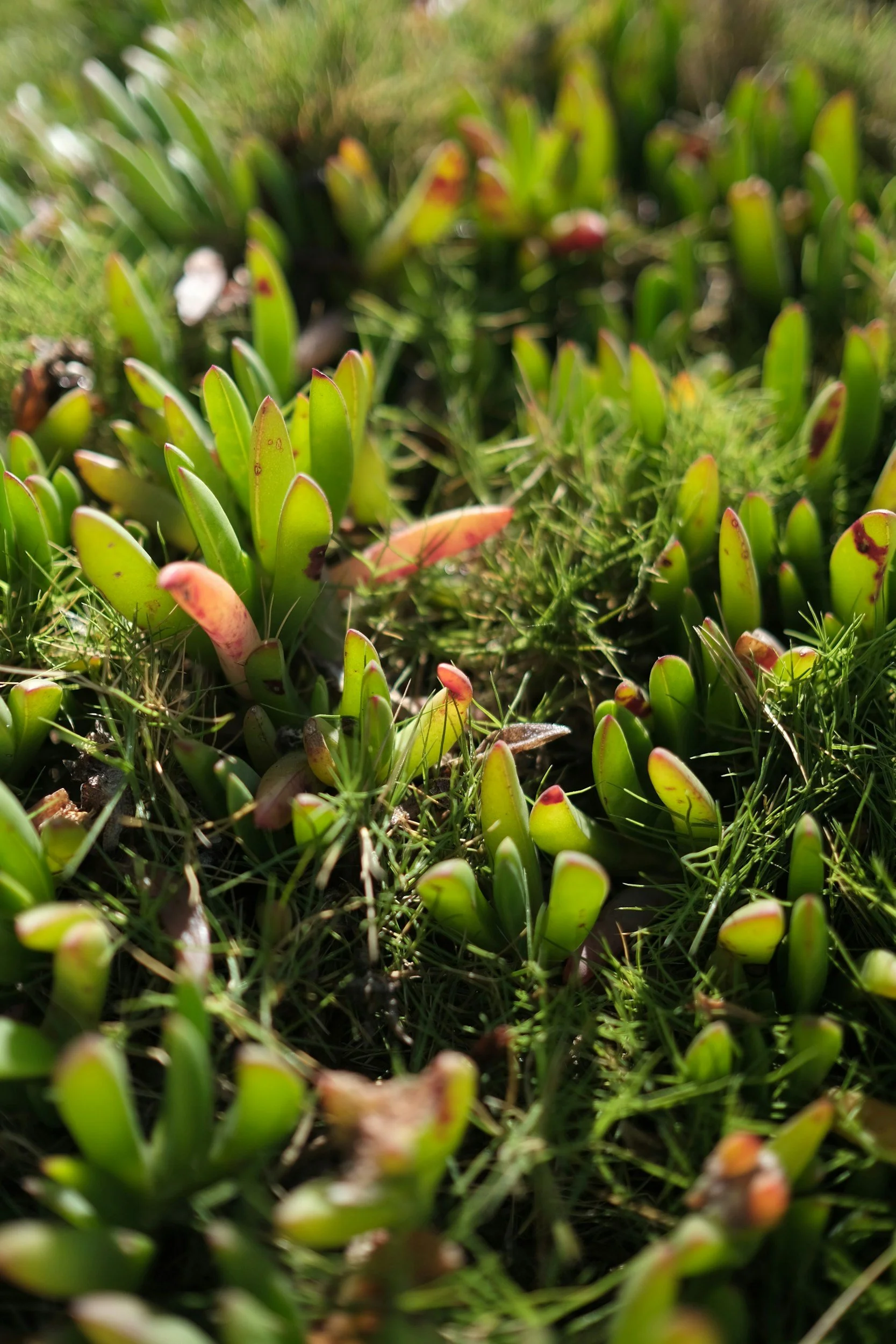 Close-up of small green succulent plants with reddish tips, growing in soil with grass around.