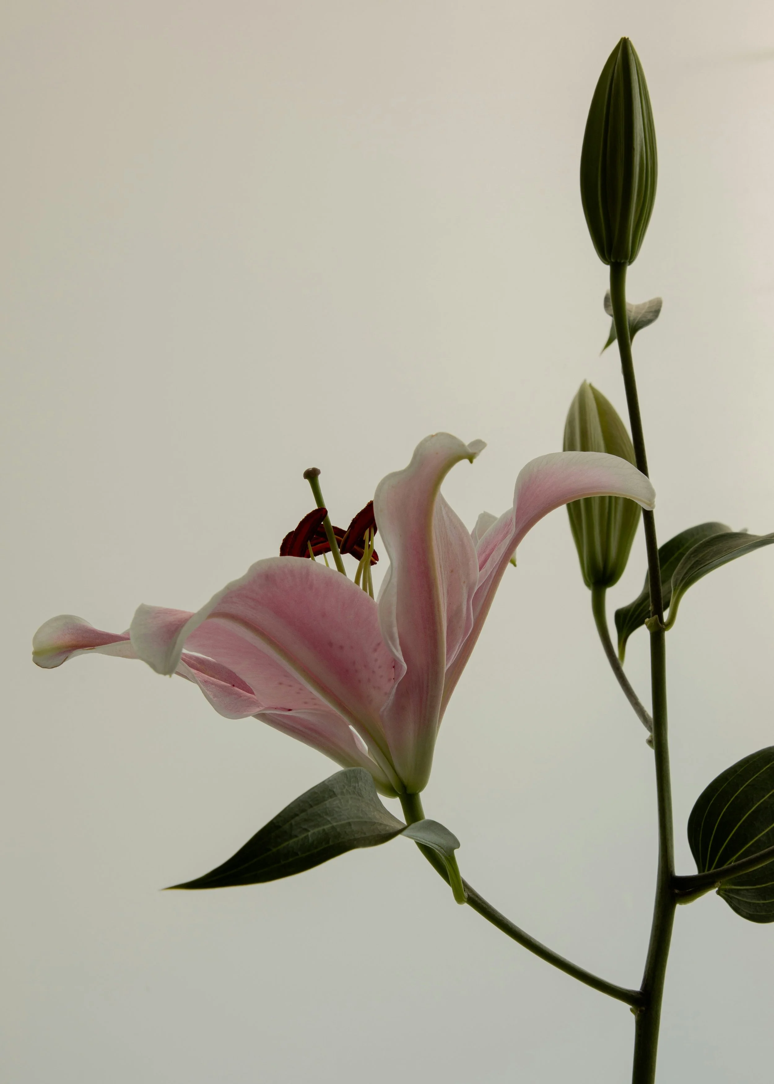 Close-up of a pink and white lily flower with a green bud and dark green leaves against a light gray background.