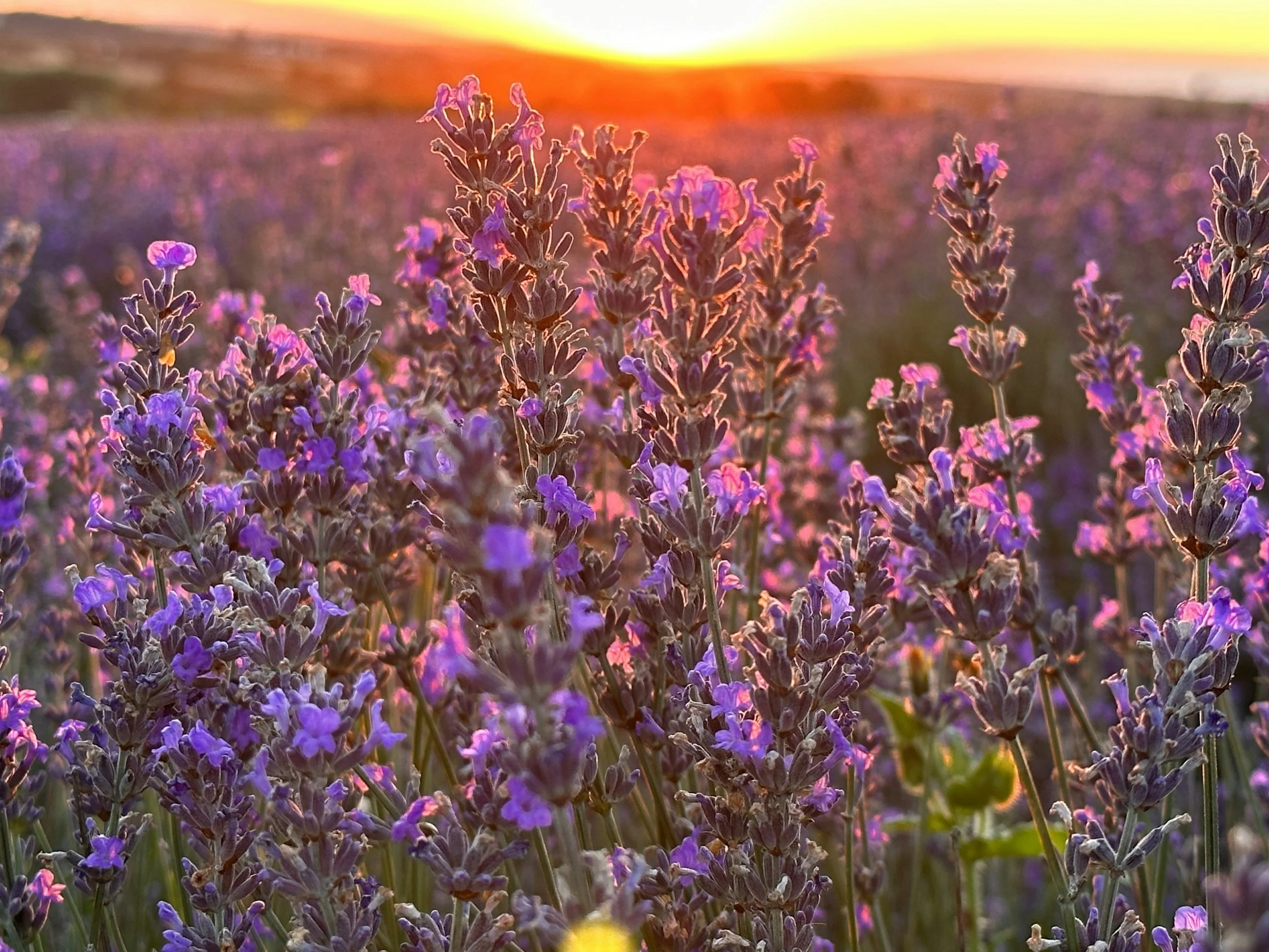 A field of Hitchin lavender flowers.