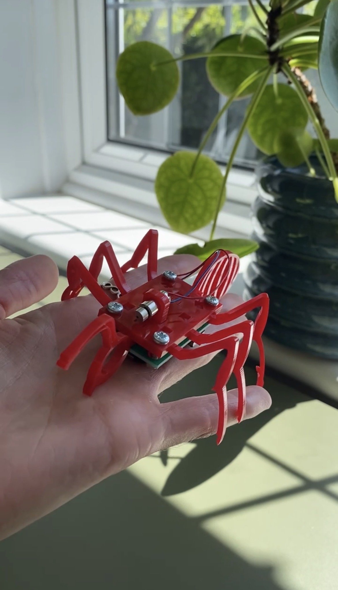 Person holding a red robotic spider near a window with a potted plant in the background.
