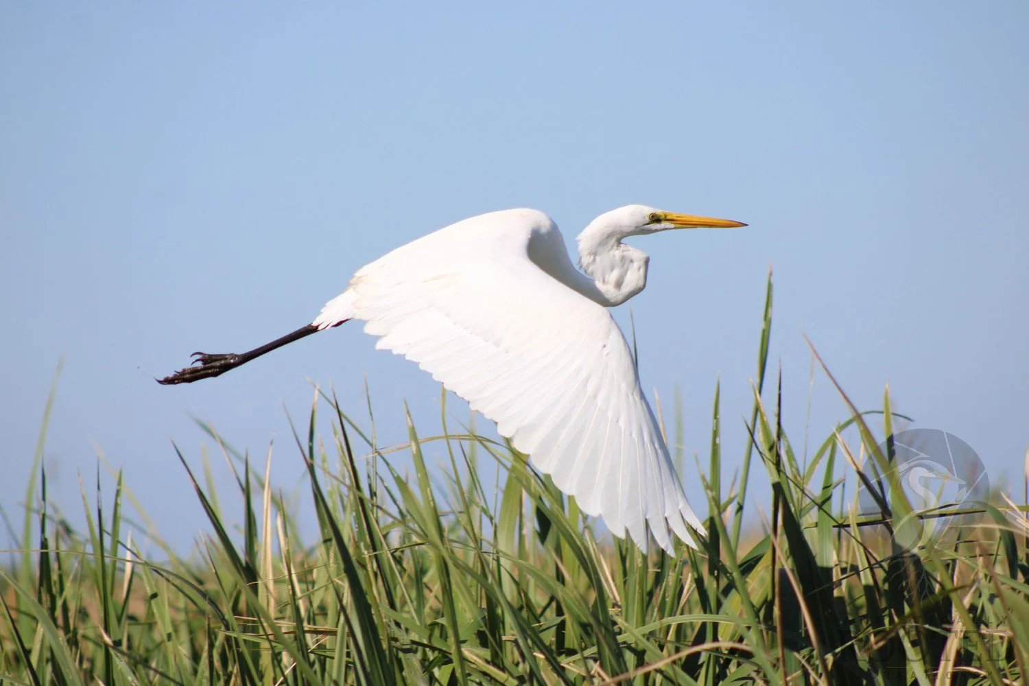 v_Great Egret_The White Winged Wanderer_IMG_9630