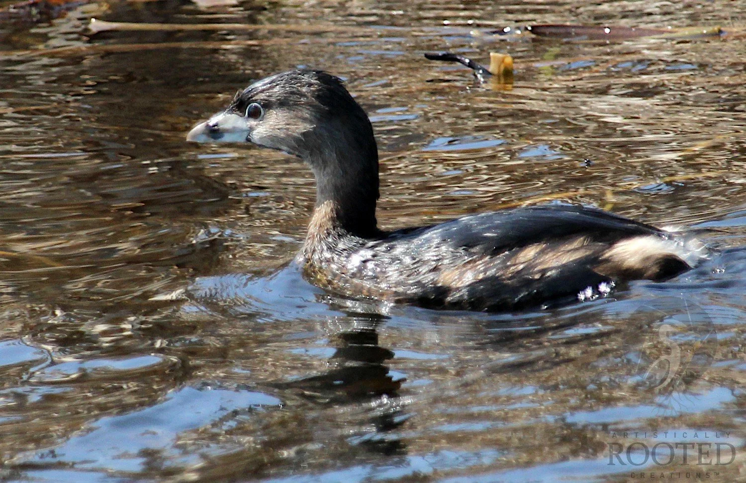 v_Pied Billed Grebe_Aflote in the Afternoon_IMG_6437