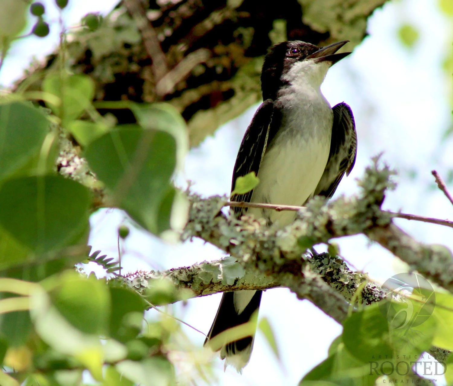 v_Eastern Kingbird_The Treetop Troubadour_IMG_3698