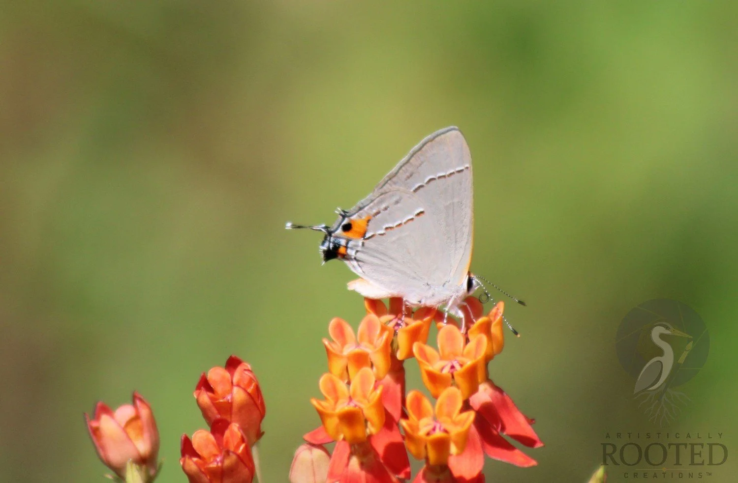 v_BUTTERFLY_Petals and Powered Wings_IMG_8130