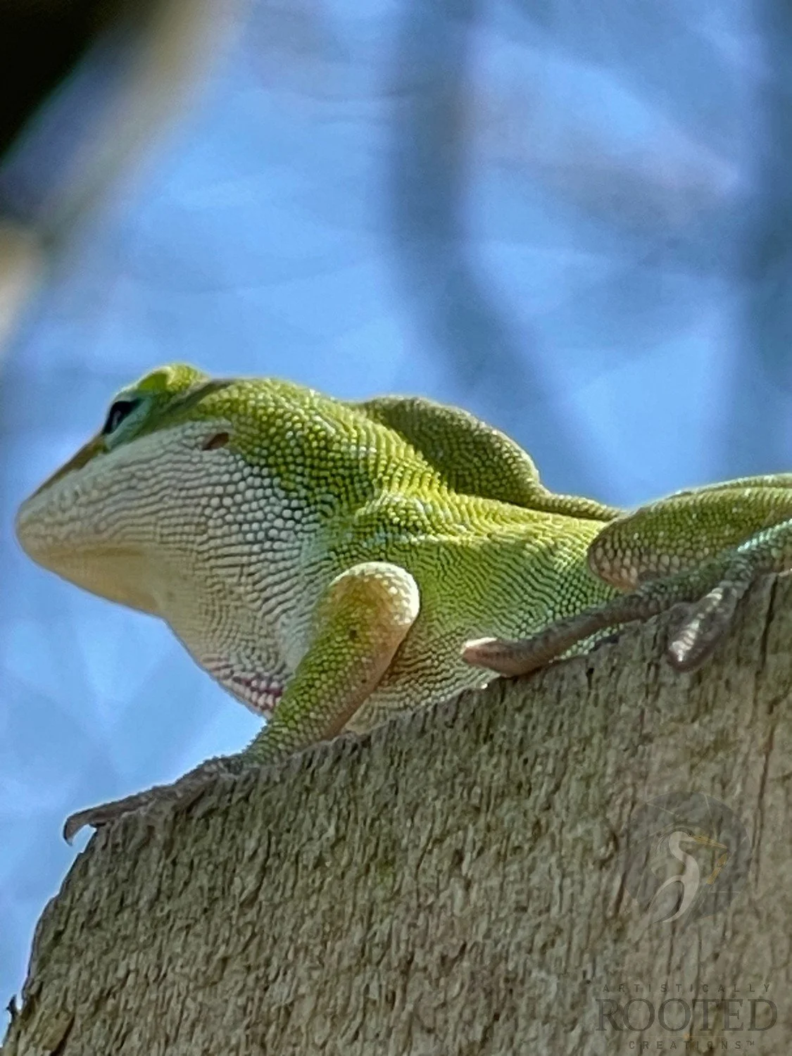 v_ Green Anole_Chartreuse Contour_IMG_1212.jpg