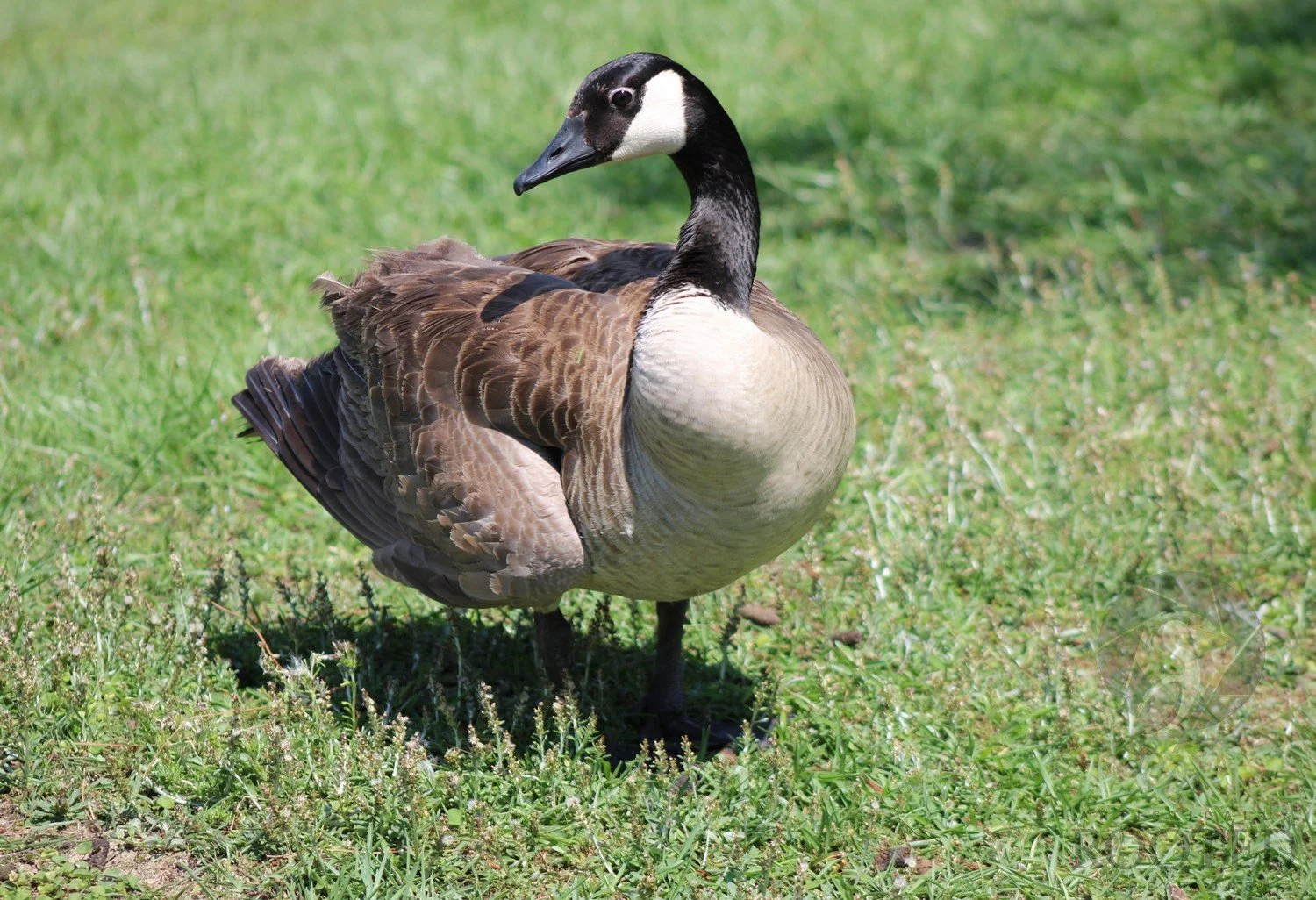 v_Canada Goose_A Goose Among the Grass_IMG_1670