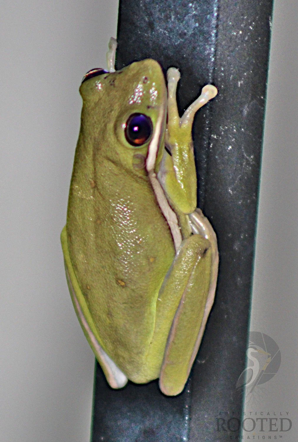 v_American Tree Frog_The Vertical Voyager_IMG_1654