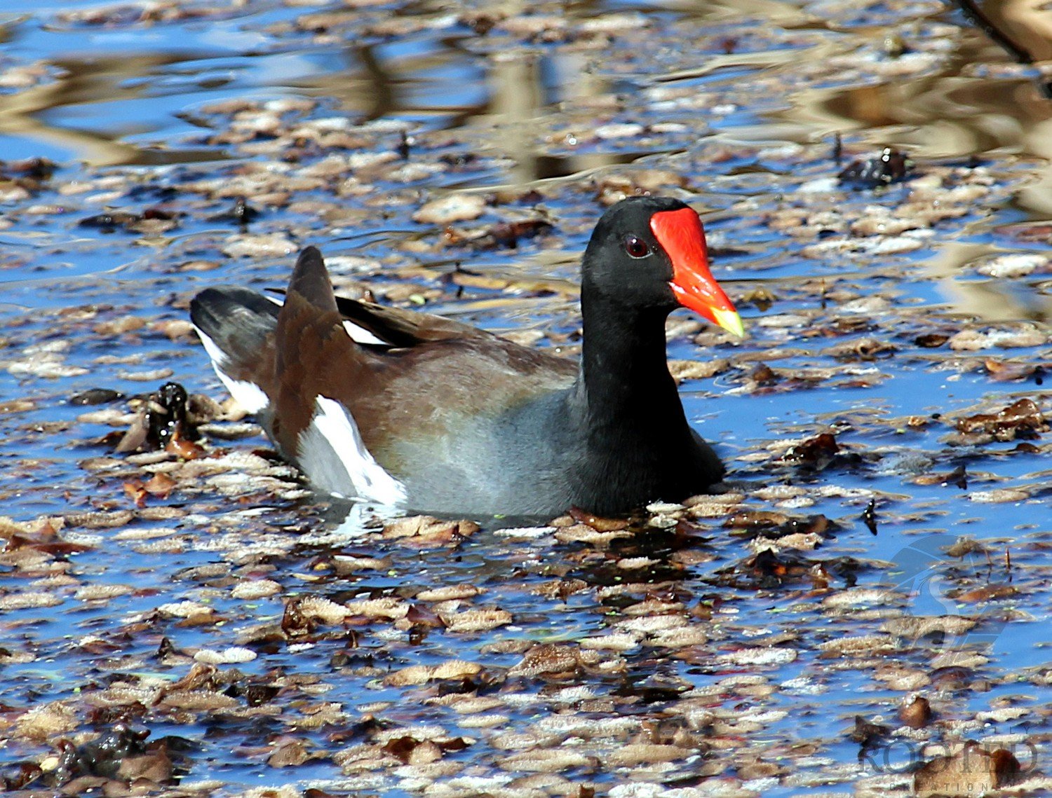 v_Common Gallinule_Wings on the Wetland_IMG_4048