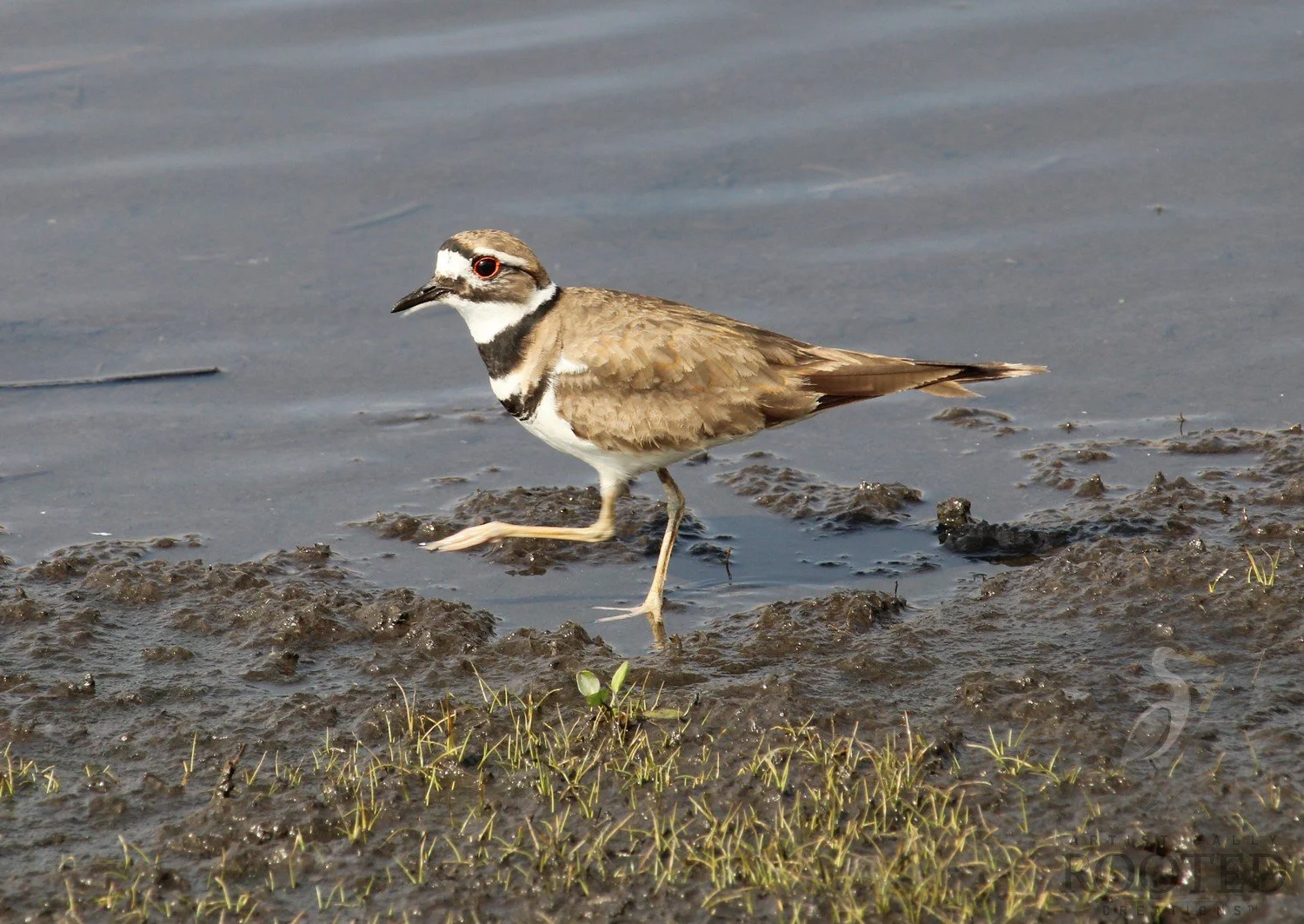 v_Killdeer_A Walk in the Wetlands_IMG_4415