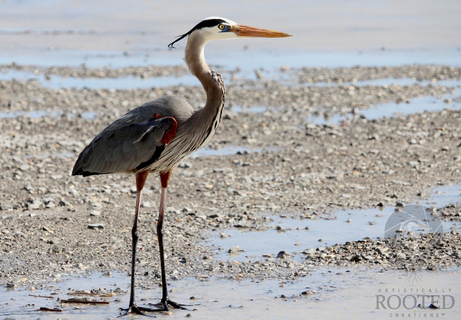 v_Great Blue Heron_Watcher of the Wetlands_IMG_5598