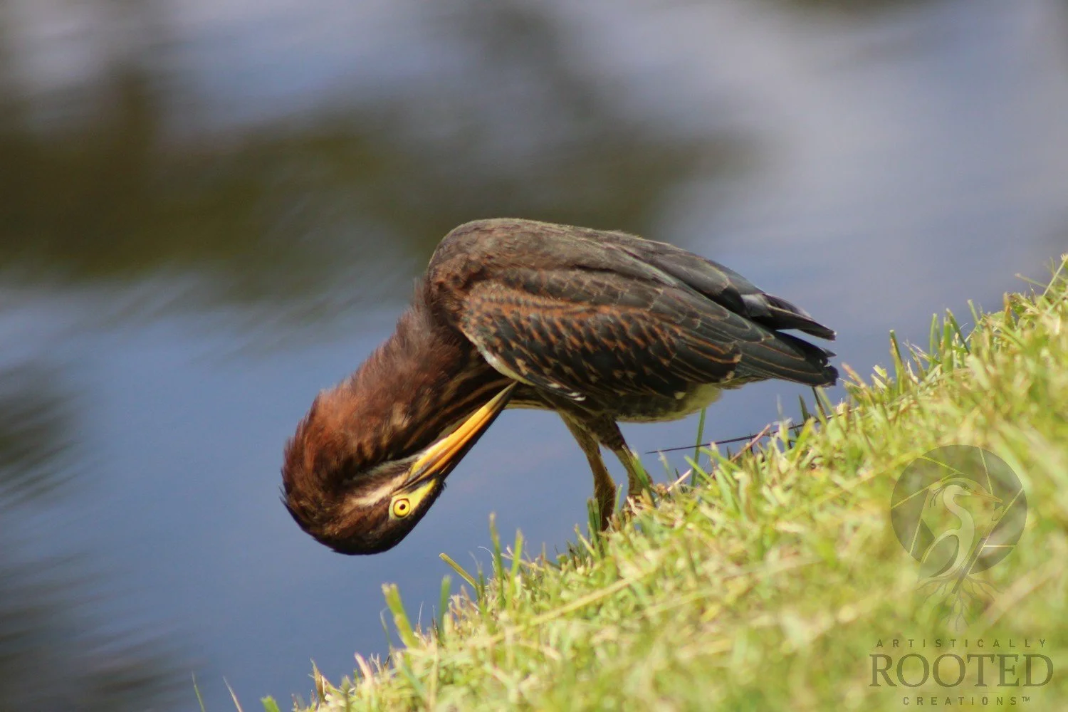 v_Green Heron_The Watchful Wader_IMG_5476