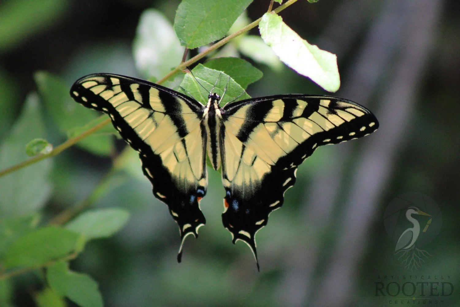 v_Eastern Tiger Swallowtail_Black Gold and Grace_IMG_4658