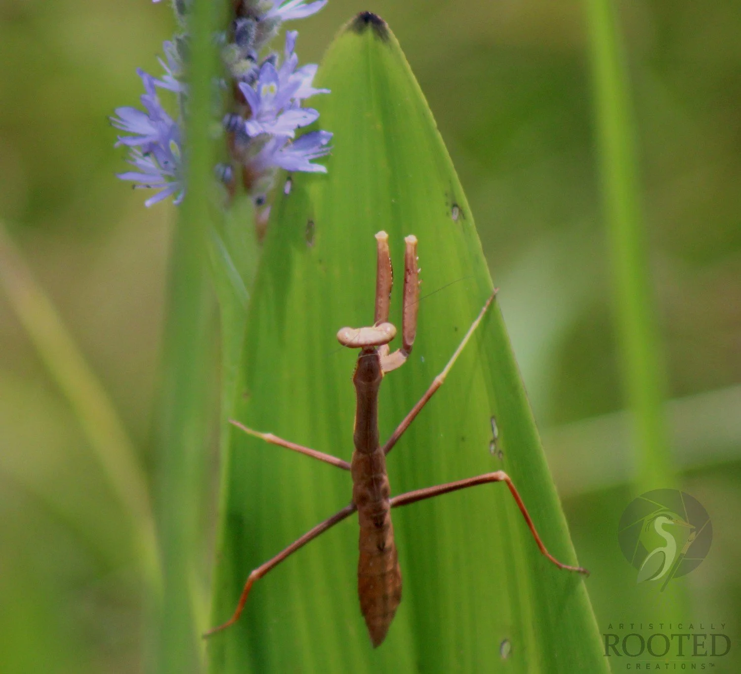 v_Giant Walkingstick_A Mantis Moment_IMG_8219
