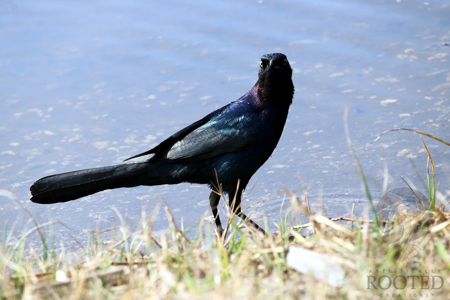 Iridescent Profile