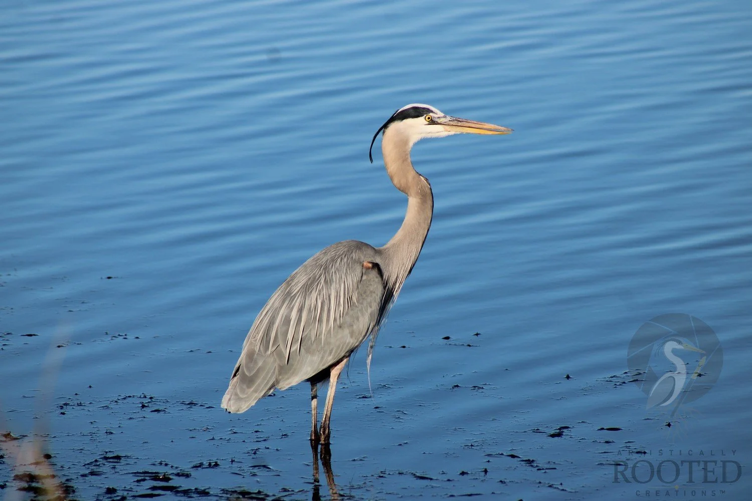 v_Great Blue Heron_Stillness in Blue_IMG_1609