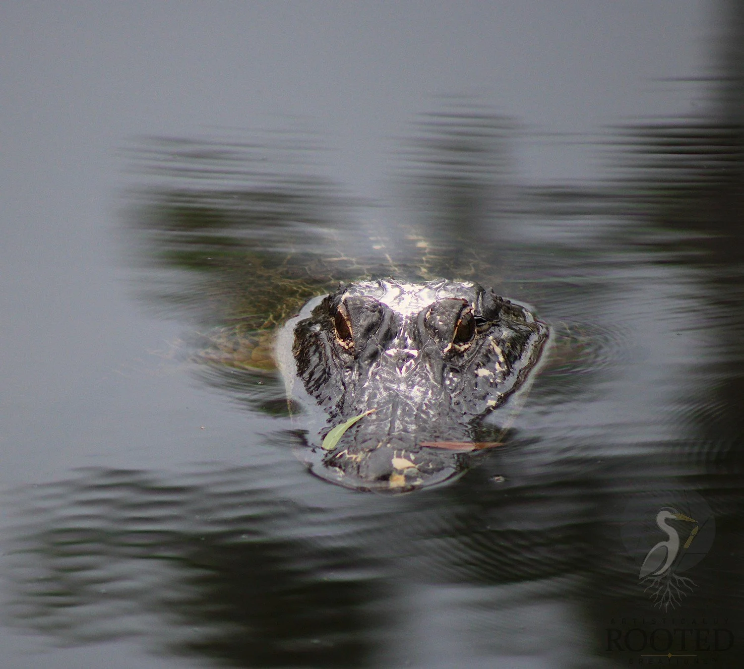 American Alligator _Waiting in the Wetlands_IMG_5796