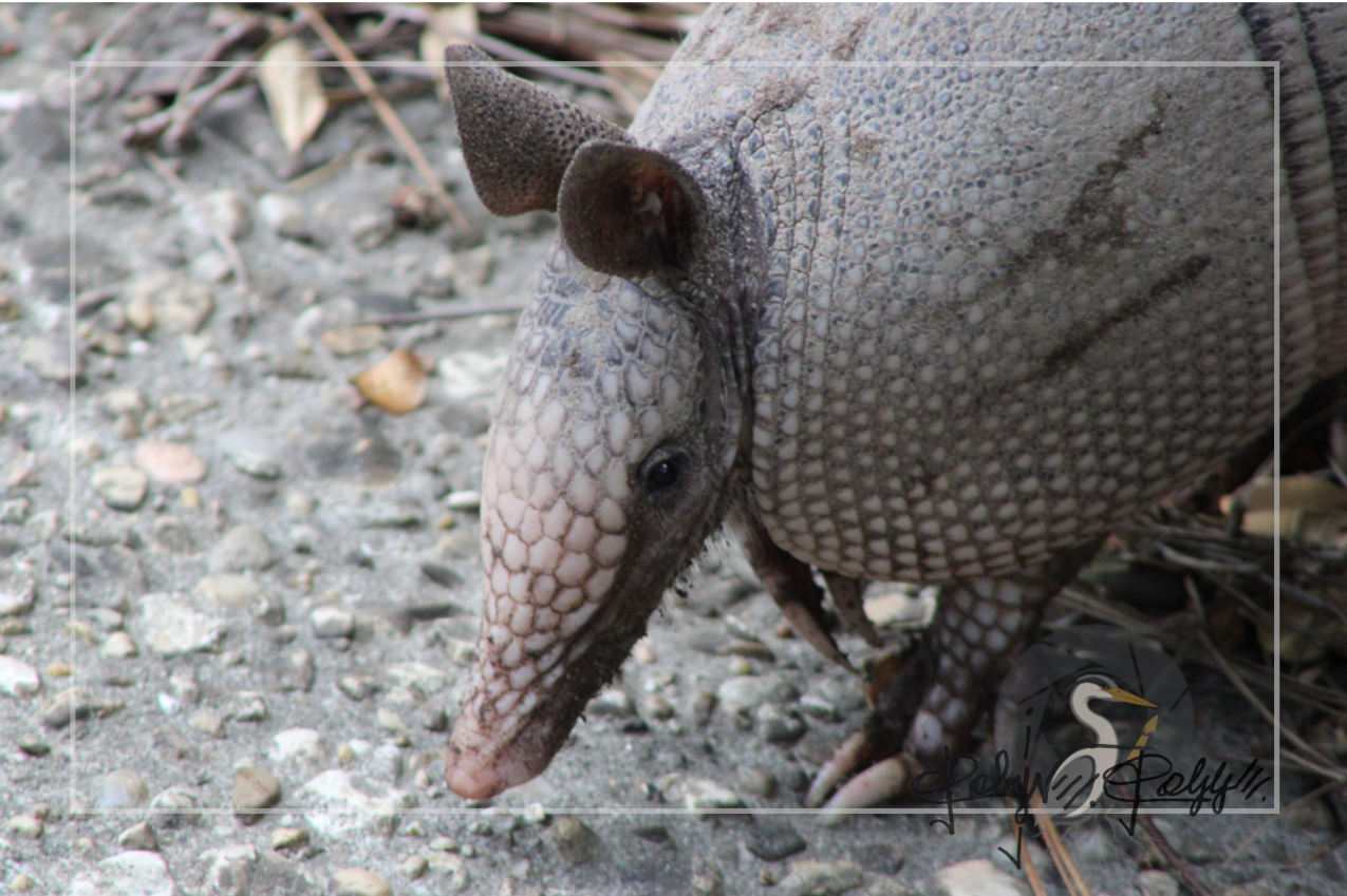 Close-up of an armadillo walking on a gravelly ground with twigs and leaves.