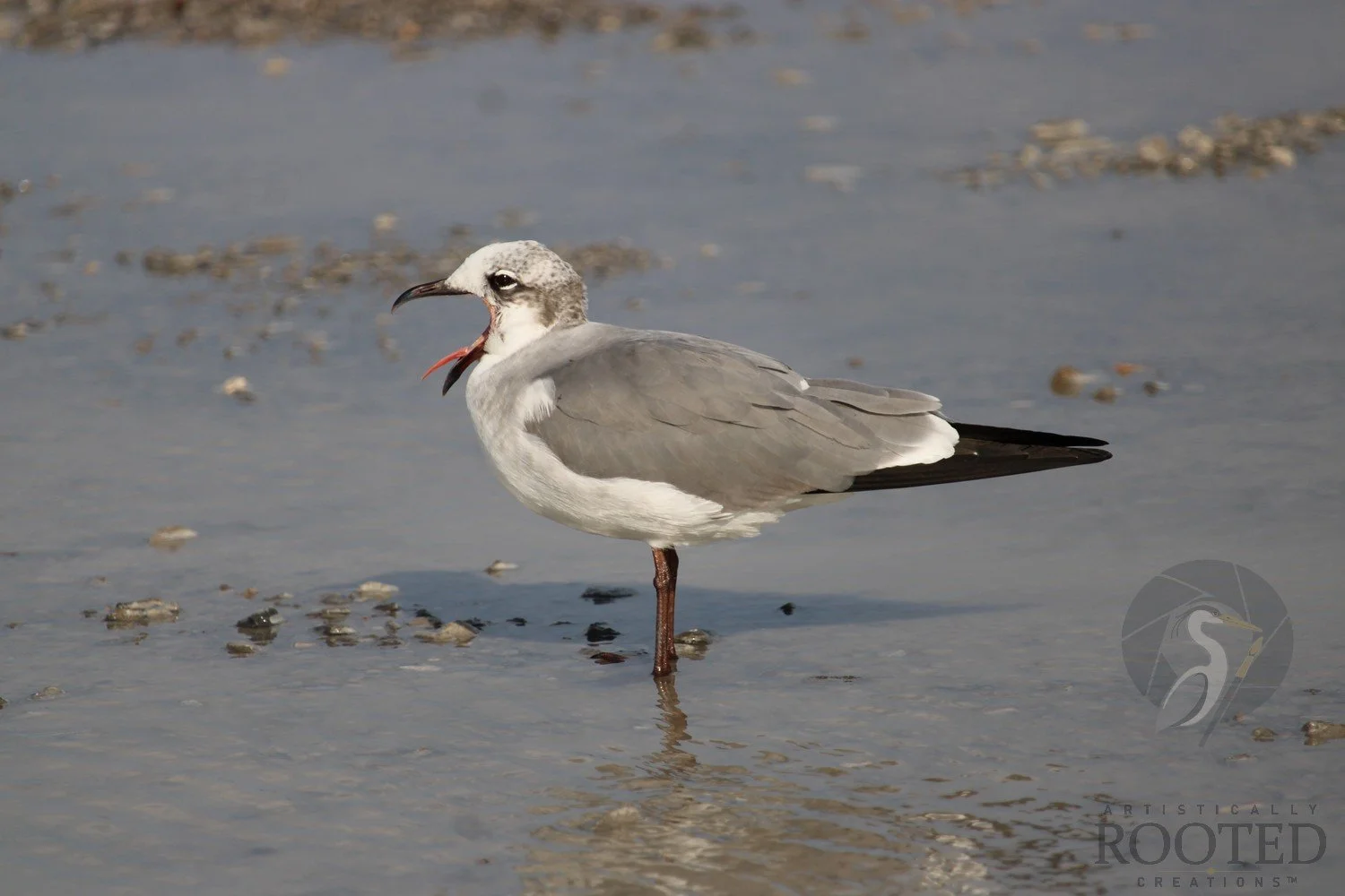 v_Laughing Gull_The Caller_IMG_1945