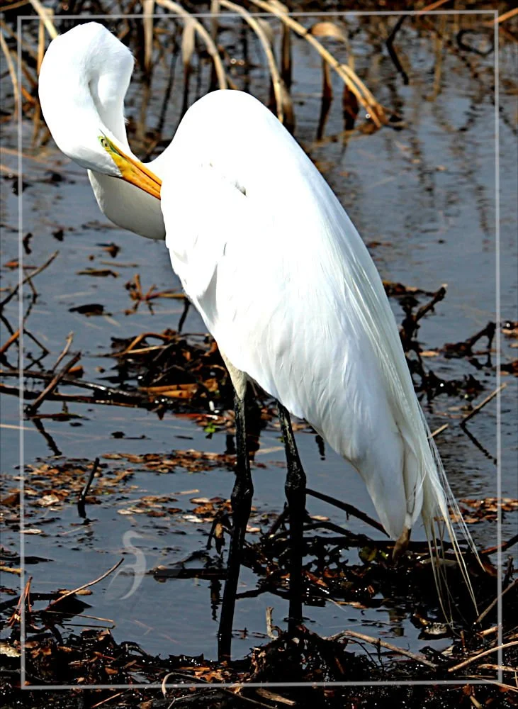 A white heron standing in a marshy area with water and dried reeds, preening its feathers.