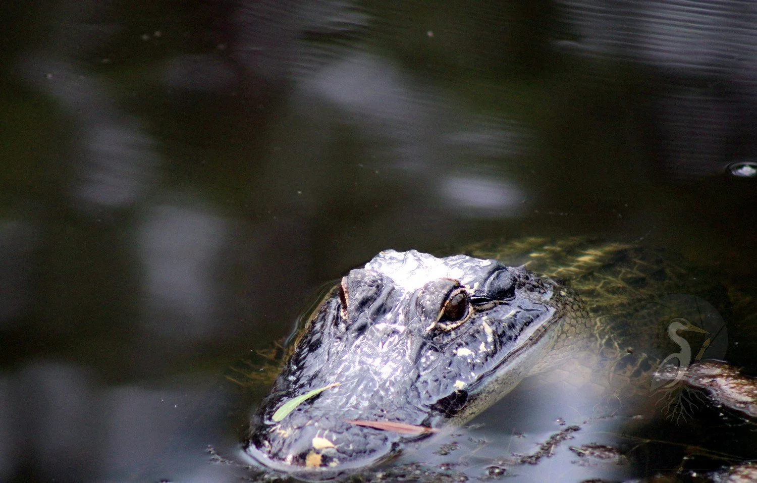 v_American Alligator_Waiting in the Wetlands_IMG_5800