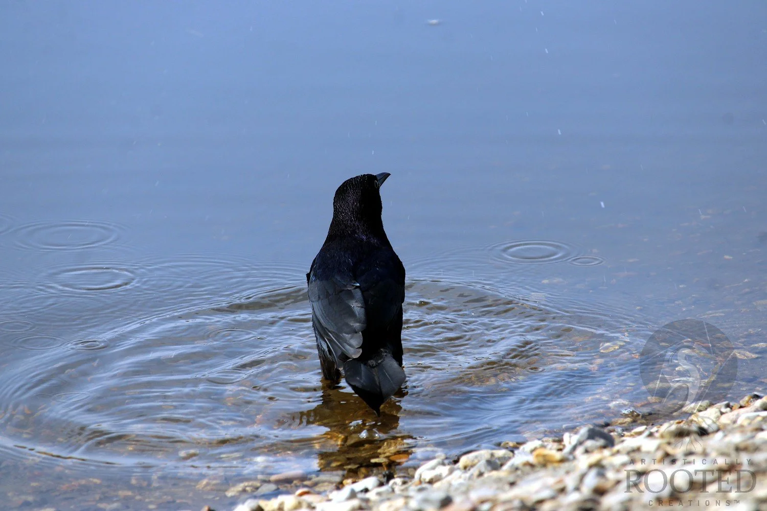 Ripples in Blue