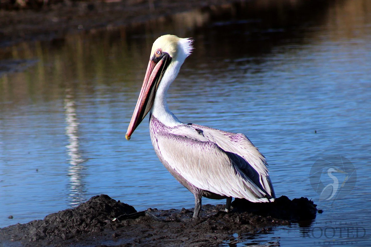 v_Brown Pelican_Sentinel of the Shore_IMG_2690